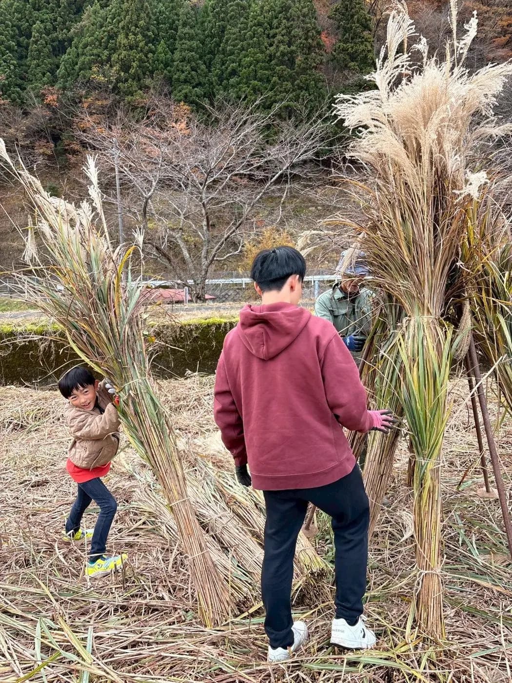 茅場で茅を刈る子どもと学生